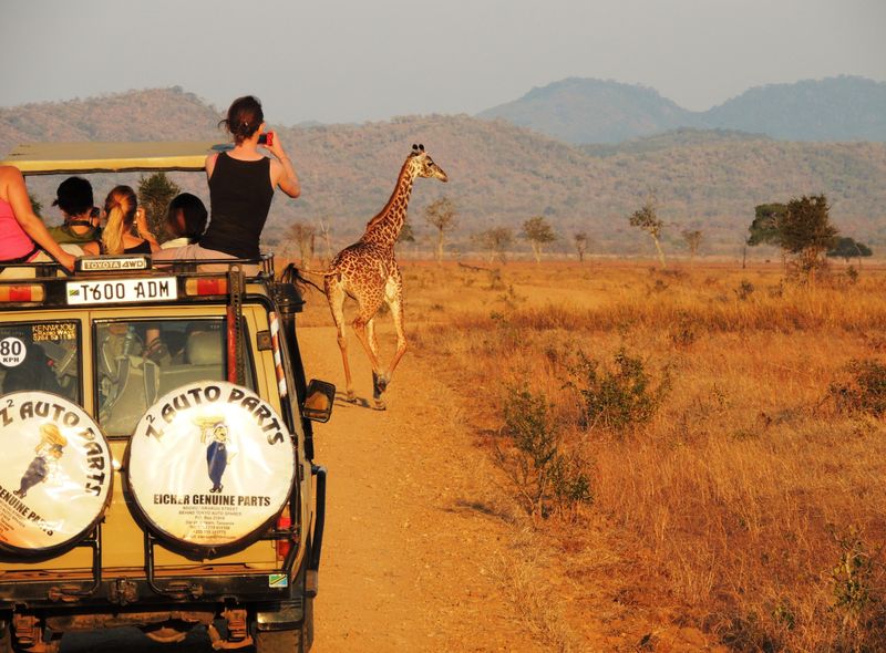 Tanzania groepsreis op safari met jeeps giraf