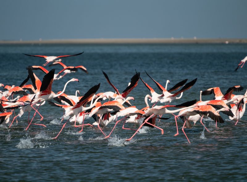 Groepsreis Comfort flamingo&#039;s bij Swakopmund Namibië