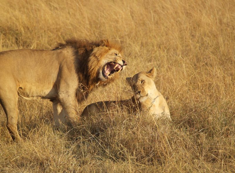 Groepsreis Kenia Oeganda en Tanzania jongerenreis safari leeuwen