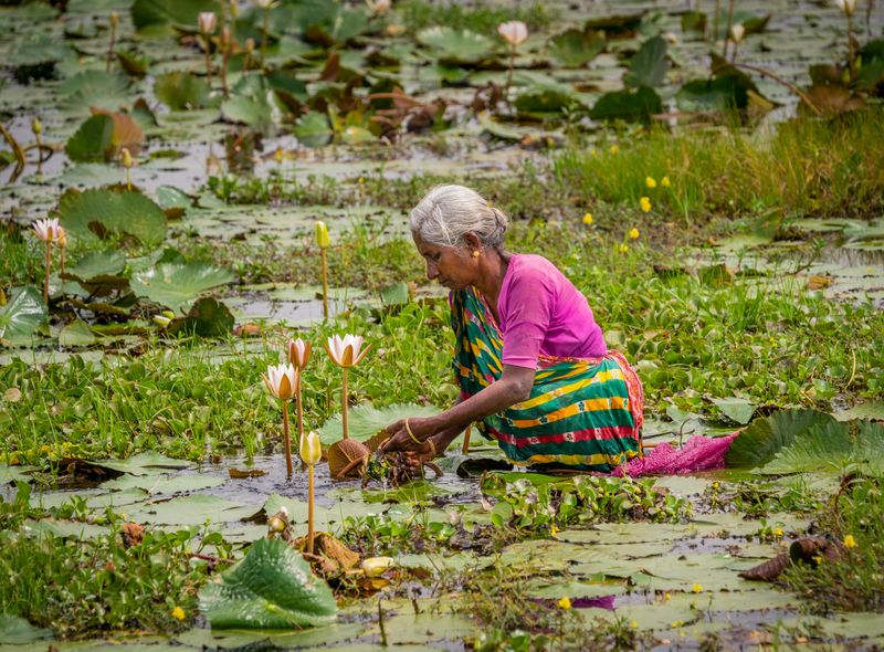 Groepsreis Sri Lanka jongerenreis lotussen plukster