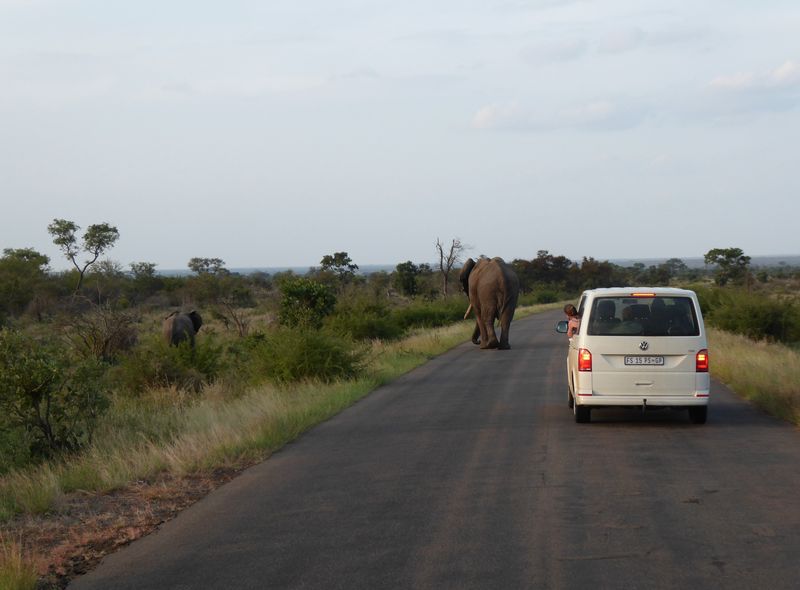 Groepsreis Zuid-Afrika en Lesotho selfdrive safari Kruger national Park