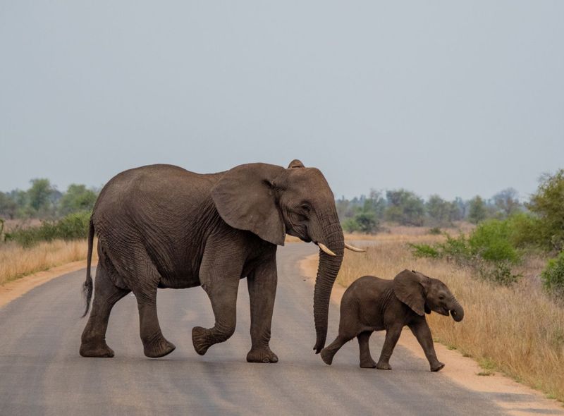 Groepsreis Zuid-Afrika olifanten safari