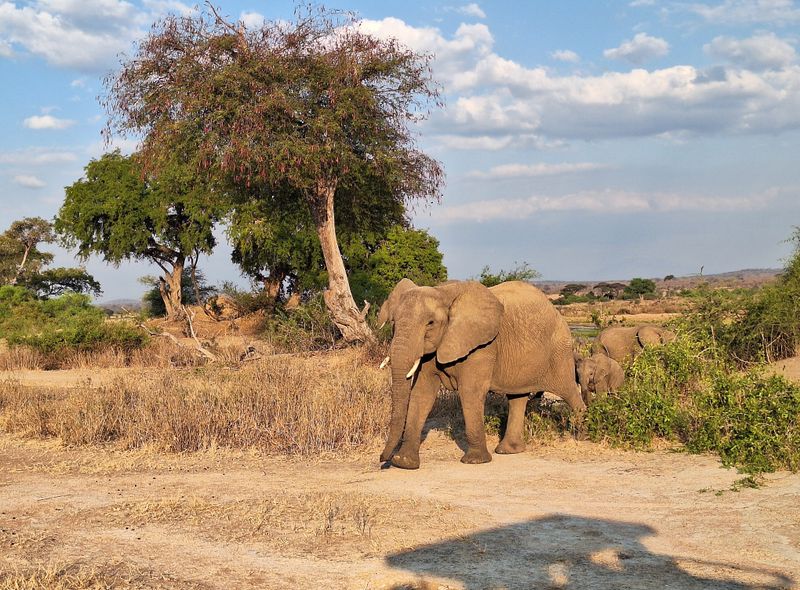 Groepsreis jongerenreis Tanzania olifant op safari