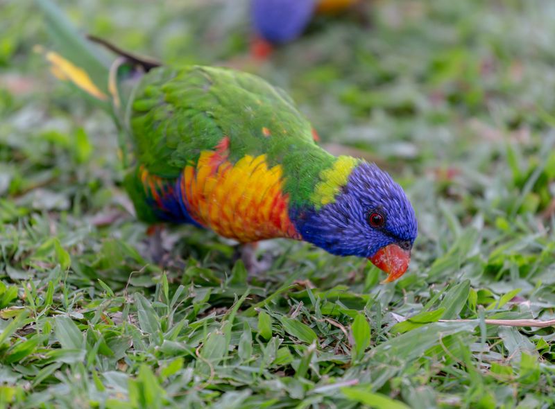 Australië groepsreis Airlie Beach rainbow lorikeet