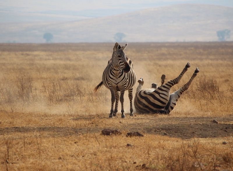 Tanzania groepsreis zebra's tijdens een safari