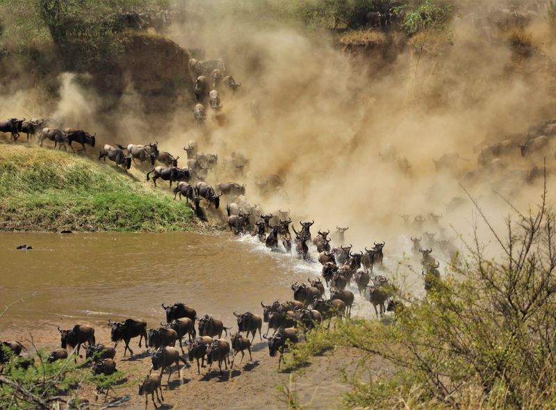 Groepsreis Kenia en Tanzania oversteek van gnoes in Serengeti