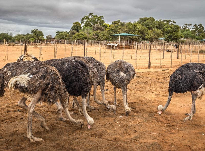 Groepsreis Zuid-Afrika struisvogels in Oudtshoorn