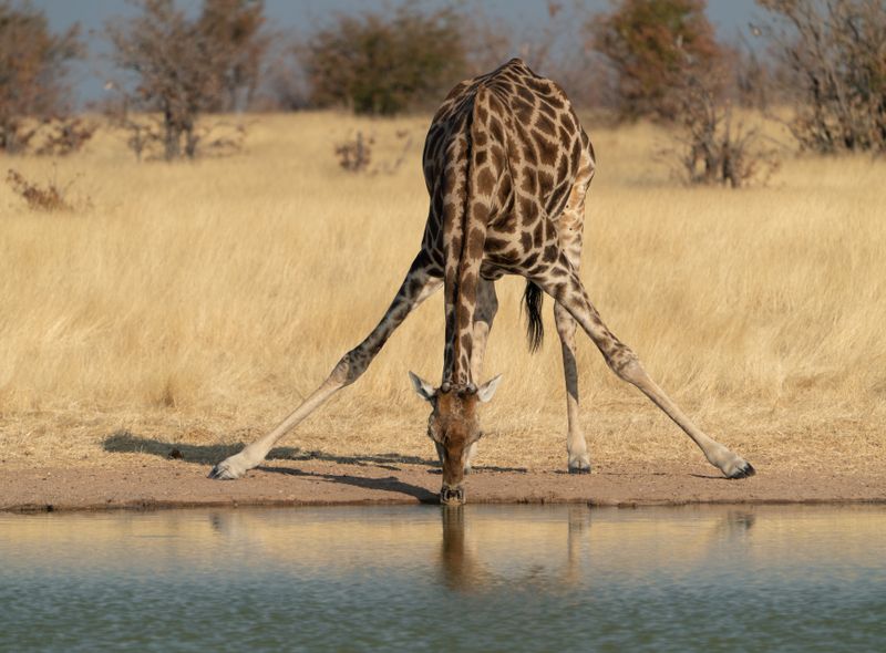 Groepsreis Comfort Etosha National Park giraf op safari Namibië