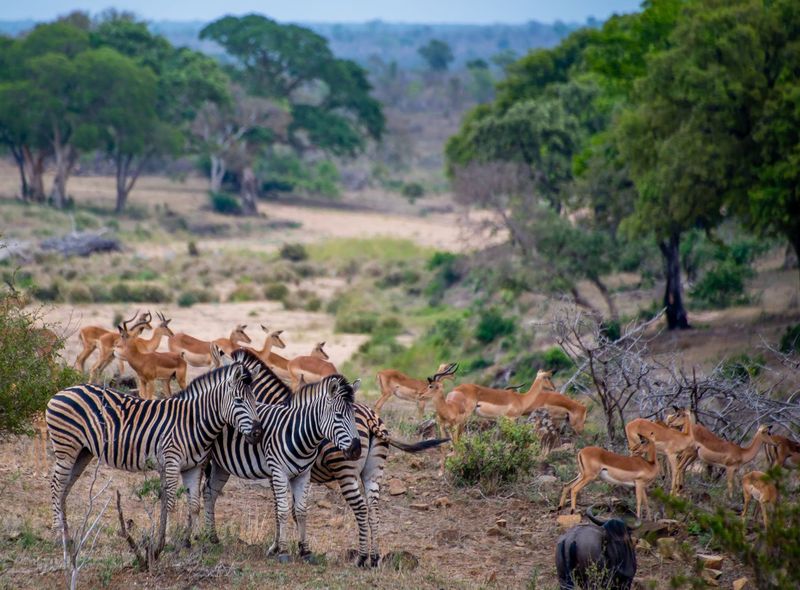 Groepsreis Zuid-Afrika safari