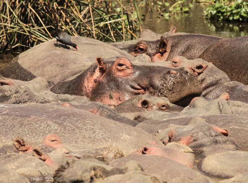 Groepsreis Kenia Oeganda en Tanzania jongerenreis safari nijlpaarden hippo pool