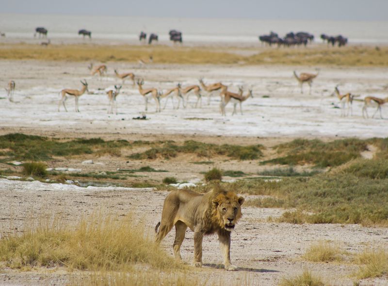 Groepsreis Comfort Sunway Safaris Etosha waterhole leeuw Namibia