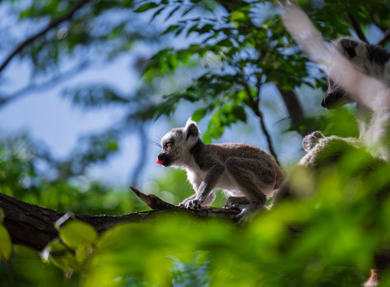 Groepsreis Madagascar baby ringstaartmaki Anja Reserve