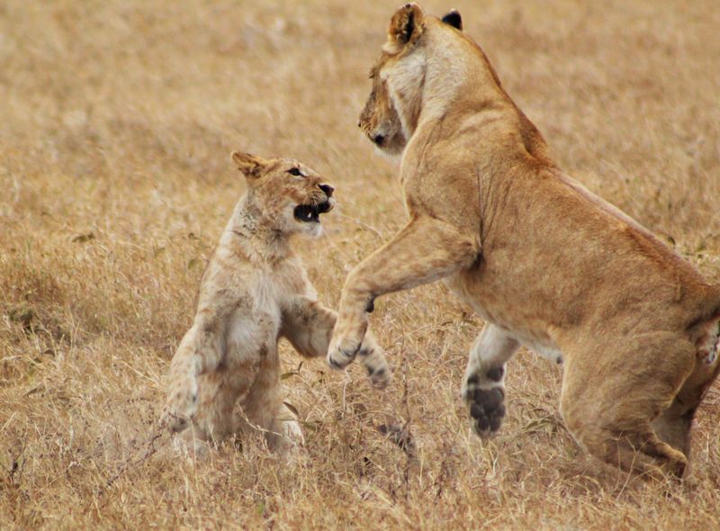 Tanzania groepsreis Ngorongoro leeuwen