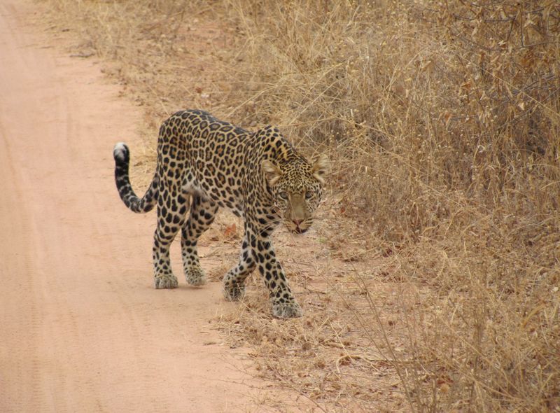 Groepsreis jongerenreis Tanzania Ruaha National Park luipaard