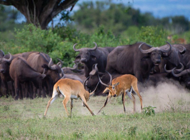 Groepsreis Kenia Oeganda en Tanzania jongerenreis safari