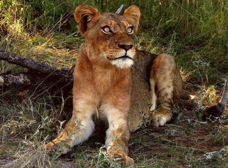 Groepsreis Zuid-Afrika en Lesotho big five safari