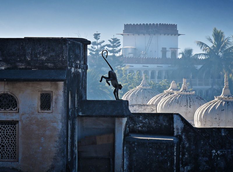 Groepsreis jongerenreis India Pushkar aapje