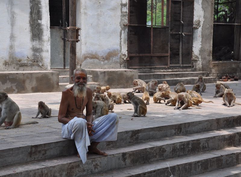 Groepsreis India tempels aapjes