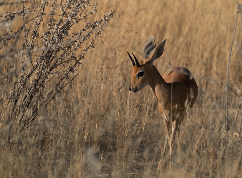 Groepsreis Comfort safari in Etosha dikdik kleine antilope in Namibië