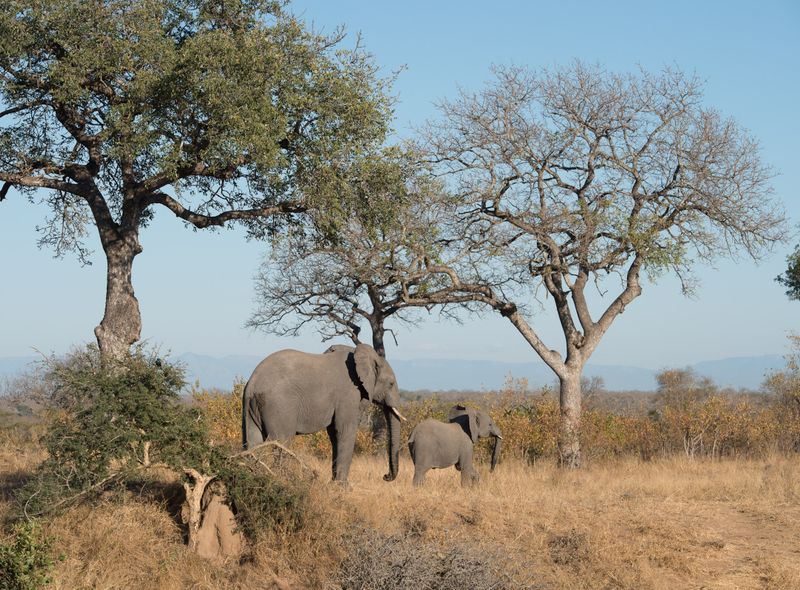 Groepsreis Comfort Zuid-Afrika Sunway Safaris olifanten