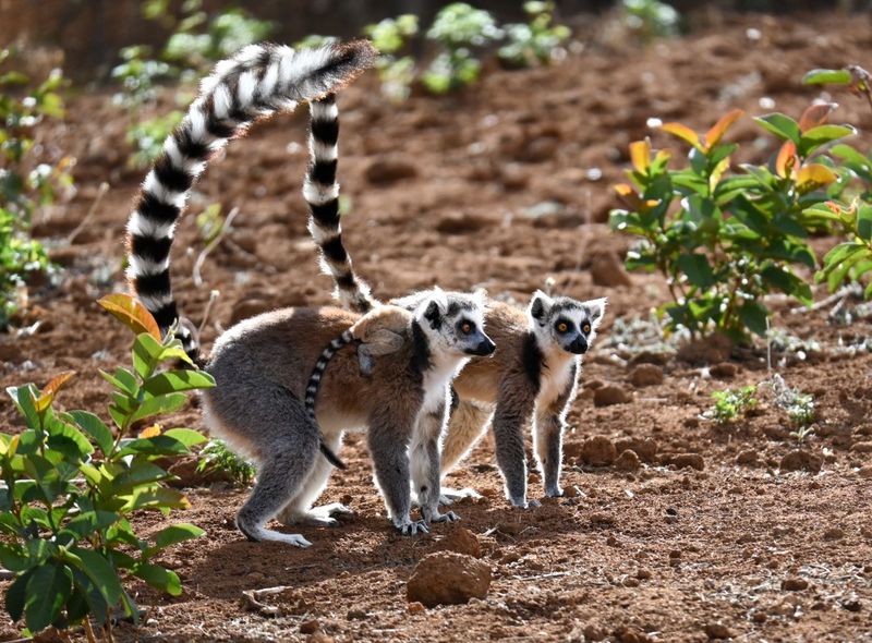 Groepsreis Madagascar maki&#039;s lemur