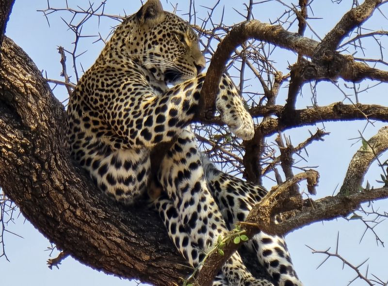 Groepsreis Tanzania luipaard