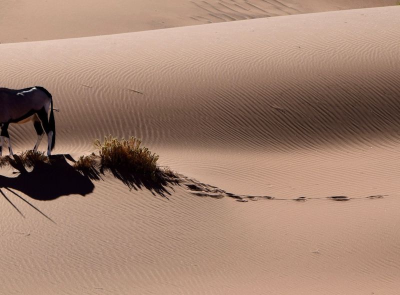 Groepsreis Namibië &amp; Zuid-Afrika oryx in woestijn