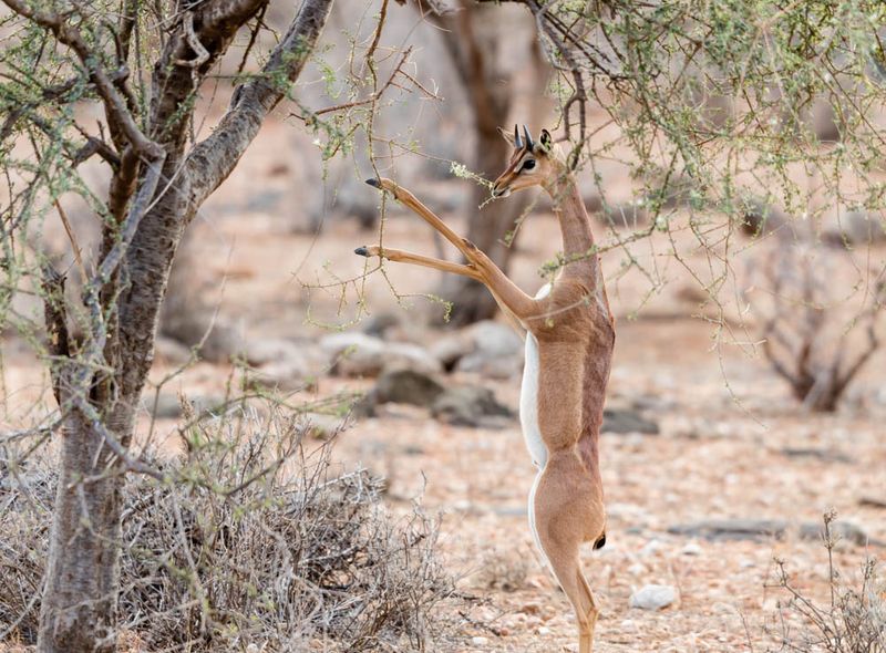 Groepsreis Kenia Oeganda en Tanzania jongerenreis antilope op safari