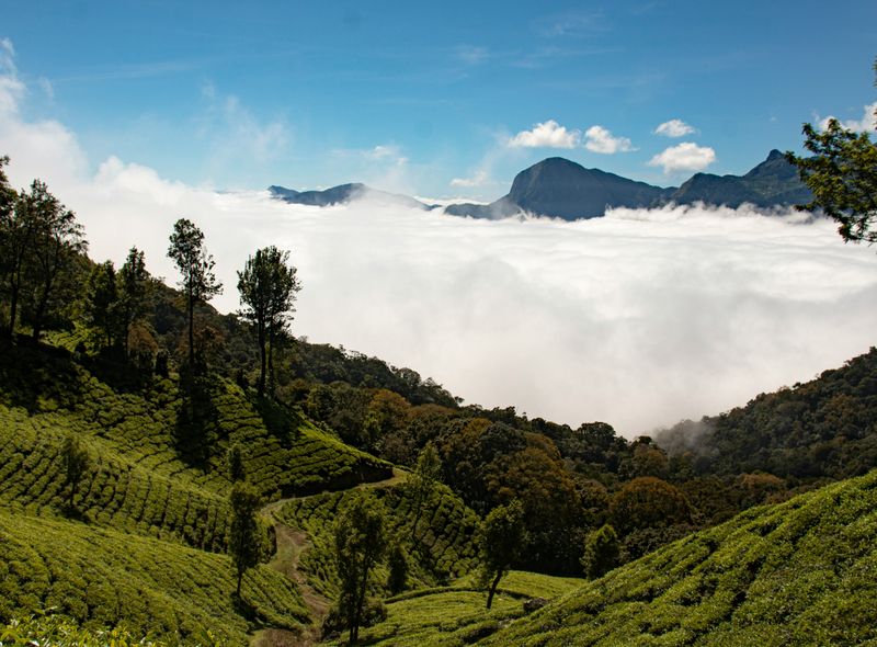 Zuid-India groepsreis Munnar heuvels en theeplantages