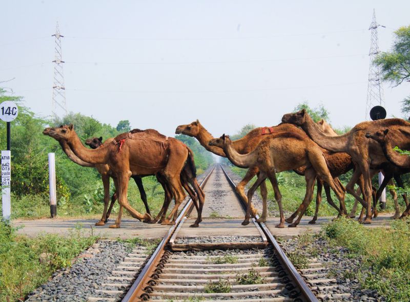 Groepsreis jongerenreis India dromedaris