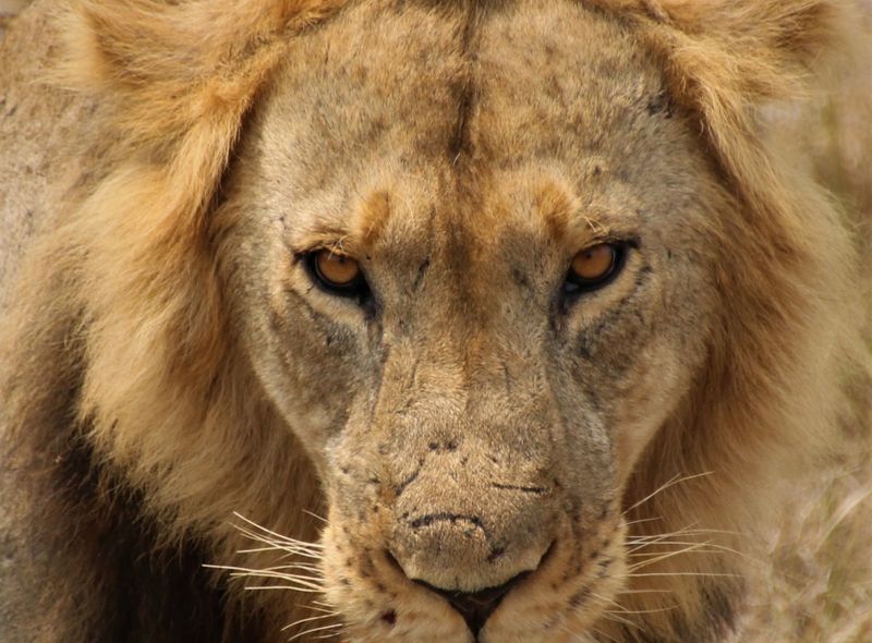 Groepsreis Oeganda leeuw op safari