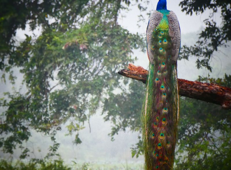 Groepsreis Sri Lanka natuurreis pauw