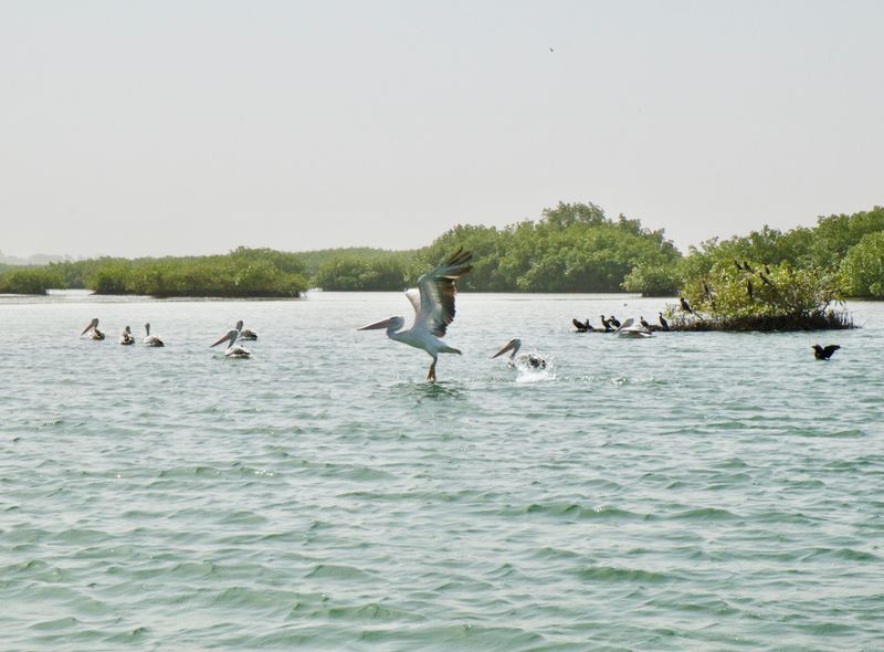 Groepsreis Senegal Sine Saloum pelikanen