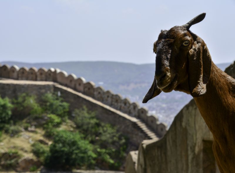 Groepsreis India nieuwsgierige geit fort