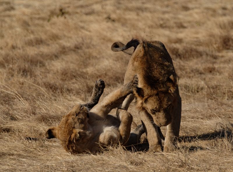 Groepsreis Kenia en Tanzania twee leeuwen aan het spelen op safari