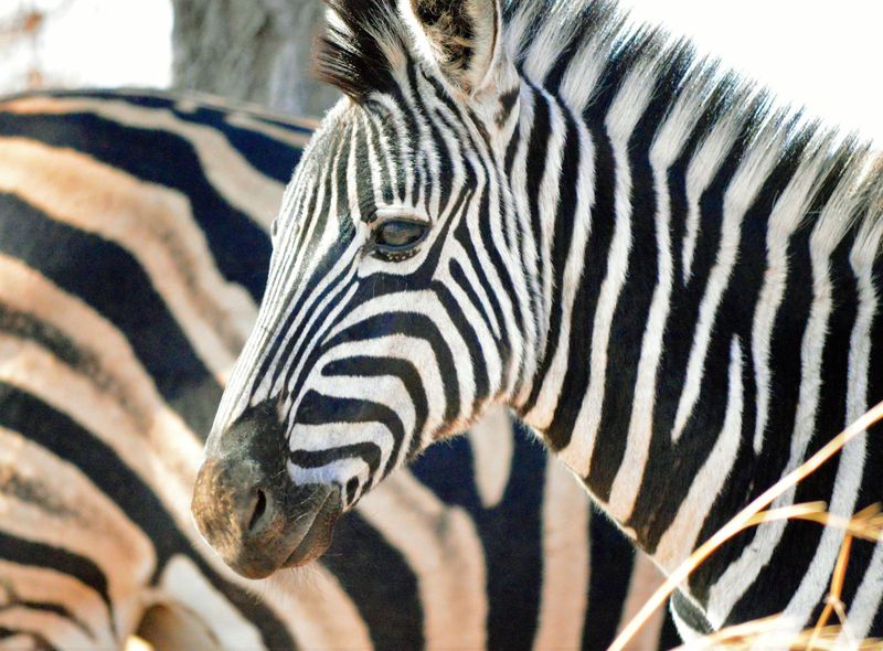 Groepsreis Comfort Zuid-Afrika Kruger National Park zebra&#039;s