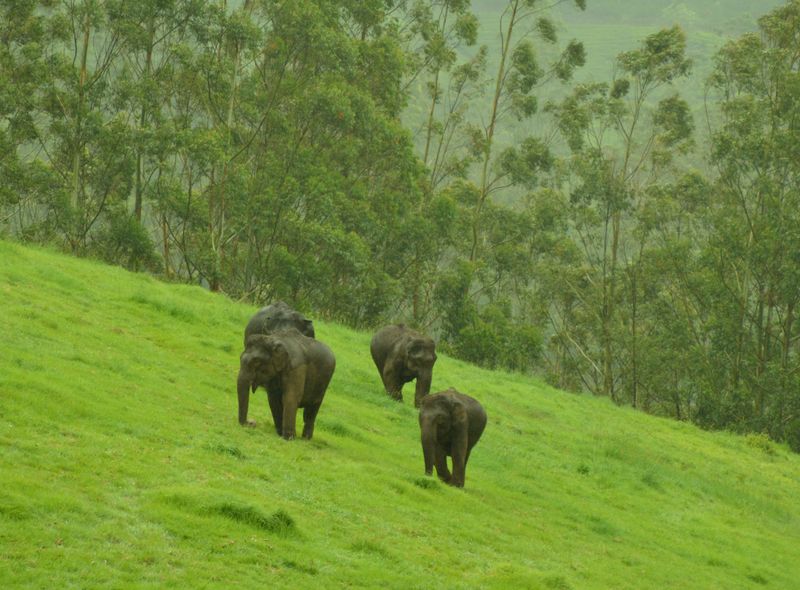 Zuid-India groepsreis olifanten in Munnar