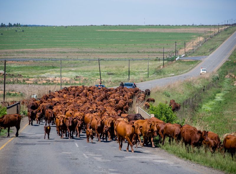 Groepsreis Zuid-Afrika onderweg