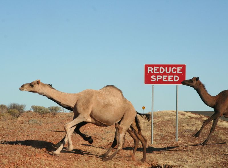 Groepsreis Australië wilde kamelen