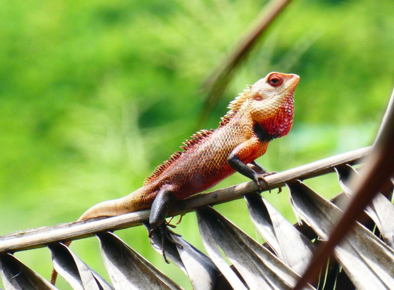 Groepsreis Sri Lanka natuurreis fauna en flora hagedis