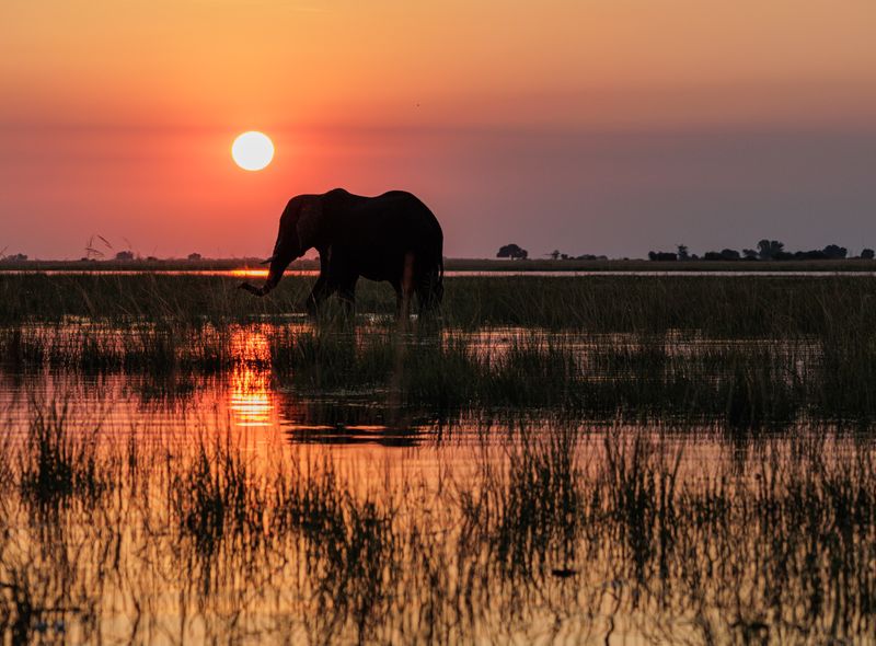 Groepsreis Botswana olifant aan de Chobe rivier zonsondergang