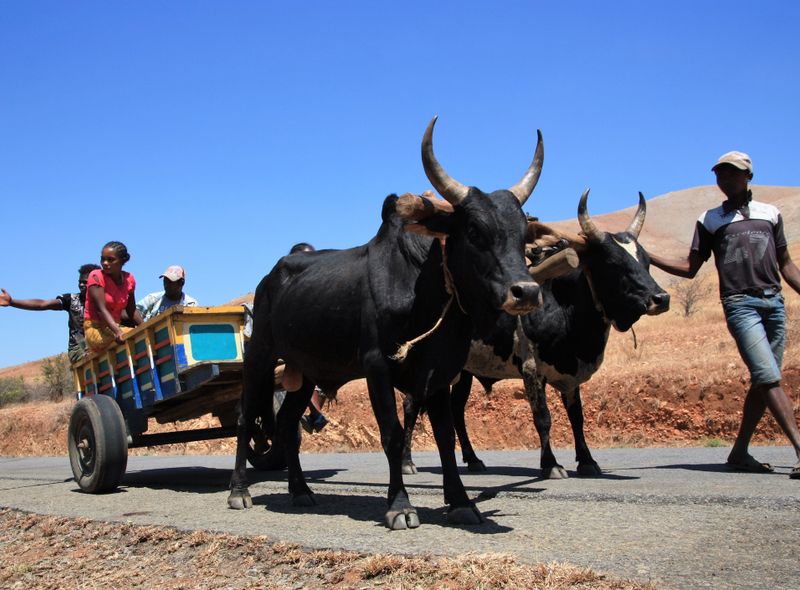 Groepsreis Madagascar zebu kar
