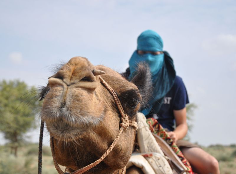 Groepsreis jongerenreis India met kamelen op tocht in de woestijn
