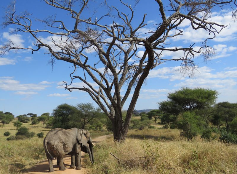 Groepsreis jongerenreis Tanzania olifant