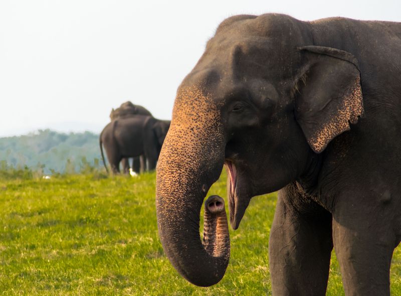 Groepsreis Sri Lanka Minneriya en Kaudulla olifanten safari