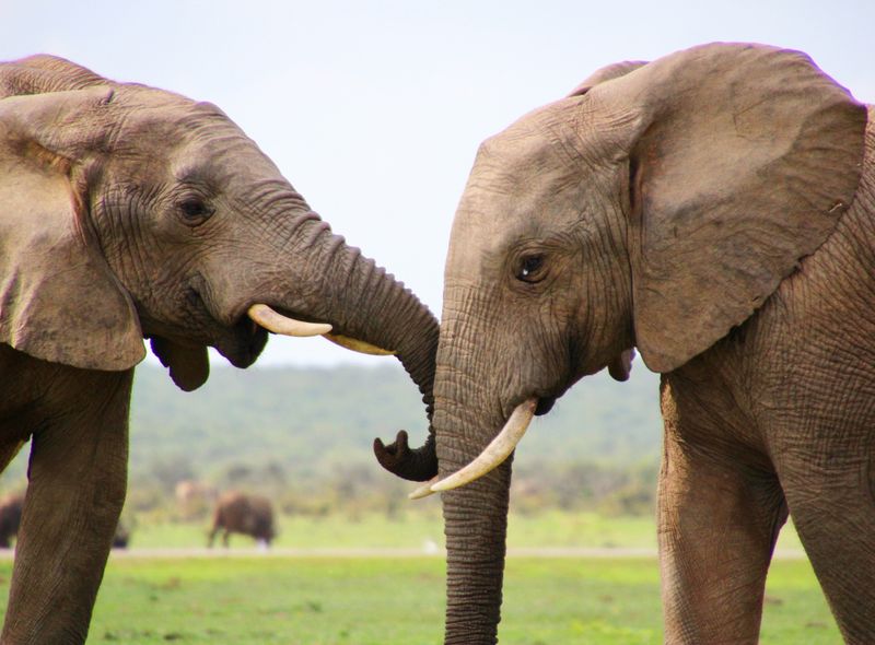Groepsreis Zuid-Afrika olifanten in Addo Elephant National Park