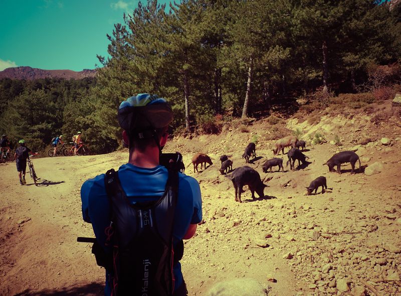 Groepsreis Corsica - wilde zwijnen op mountainbike tocht - Frankrijk jongerenreis