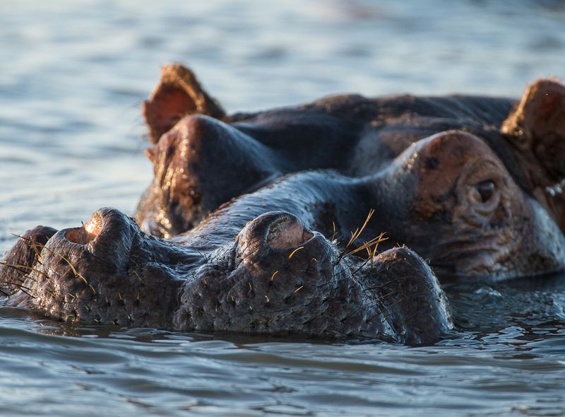 Groepsreis Zuid-Afrika nijlpaarden tijdens boottocht St Lucia - Bruce Taylor