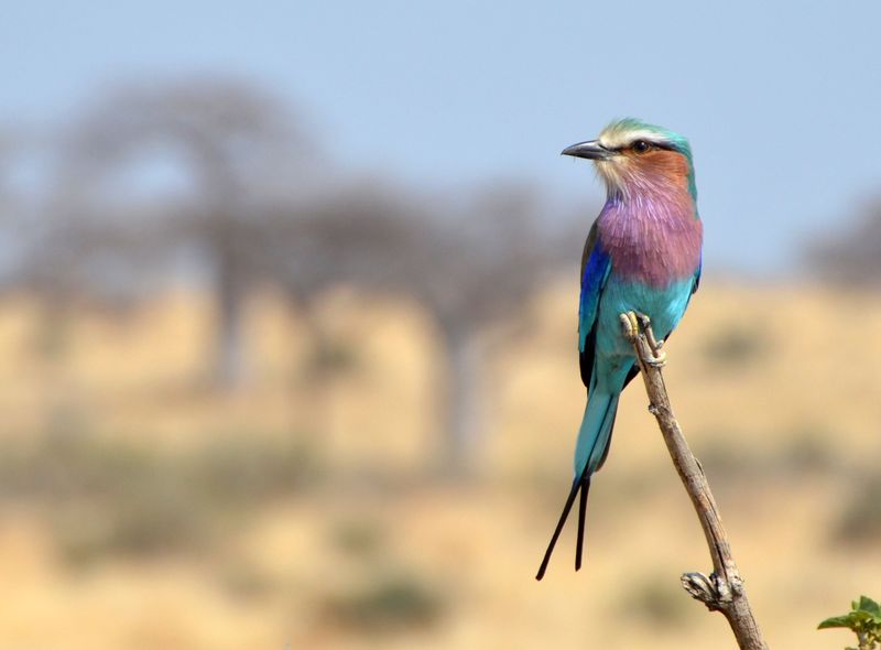 Groepsreis jongerenreis Tanzania vorkstaartscharrelaar vogel safari