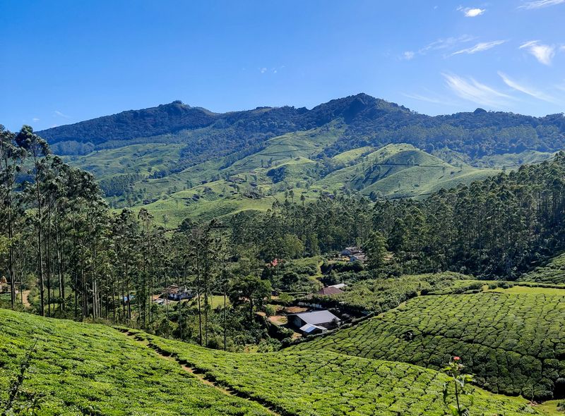 Zuid-India groepsreis dagwandeling in Munnar